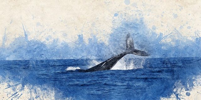 Ein Wal beim Abtauchen