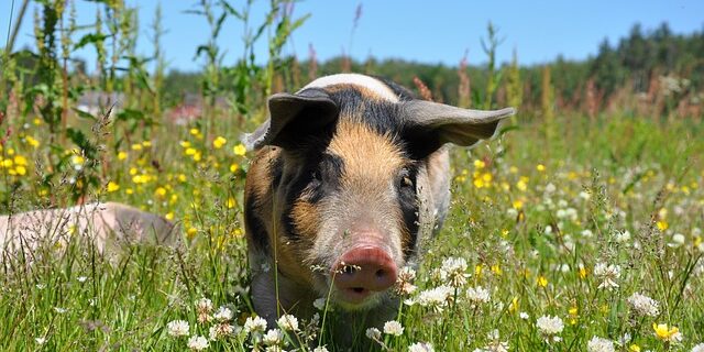 Massentierhaltung beenden Massentierhaltung mit Bitcoin beenden