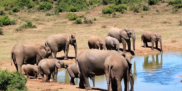 virunga-nationalpark Elefanten am Wasserloch