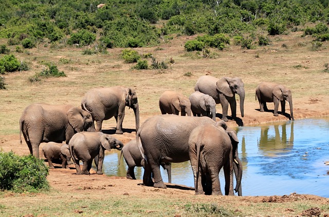 virunga-nationalpark Elefanten am Wasserloch